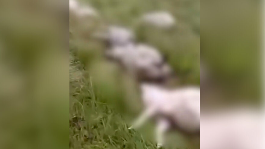 Молния убила пастуха и все его стадо в горах