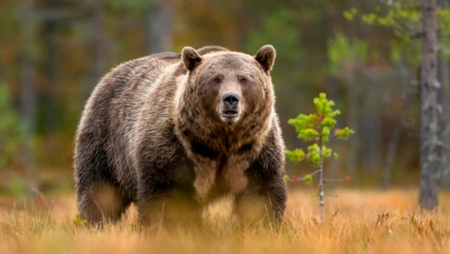 В Якутии медведь вломился в дом со спящими людьми