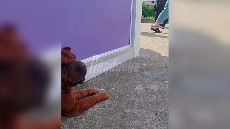 Выставка собак в Подмосковье закончилась гибелью нескольких питомцев