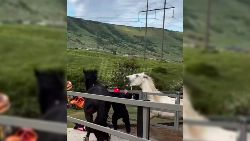 В Дагестане конь едва не откусил голову дрессировщику