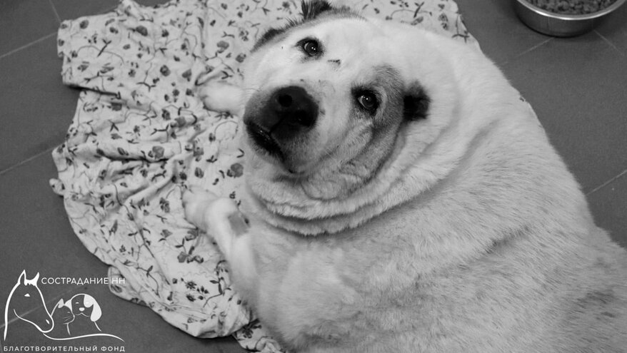 Скончался знаменитый пес Кругетс из Нижнего Новгорода