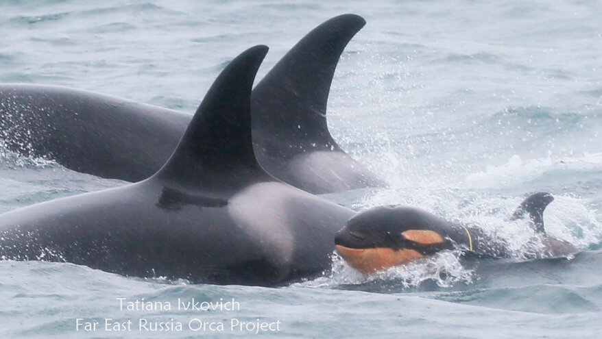 На Камчатке детеныш косатки попал в пластиковую ловушку из веревки