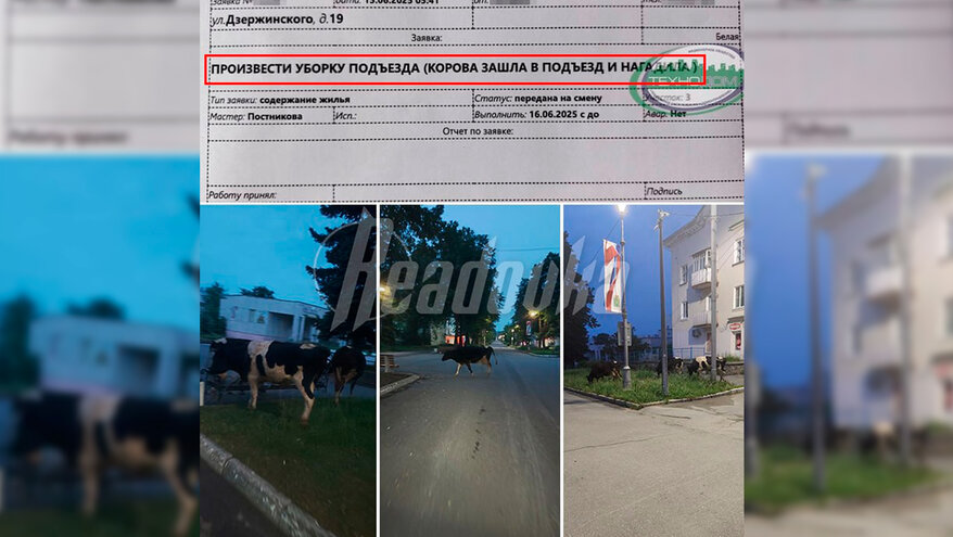 «Безнравственные» коровы захватили улицы Лесного в Свердловской области