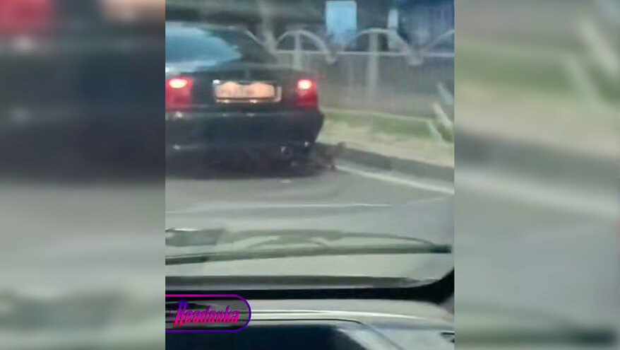 В Мариуполе владельцы привязали собаку к машине и протащили по городу