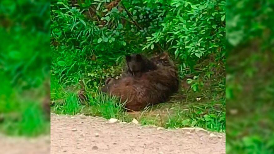 На трассе под Иркутском заметили медвежонка возле тела сбитой мамы