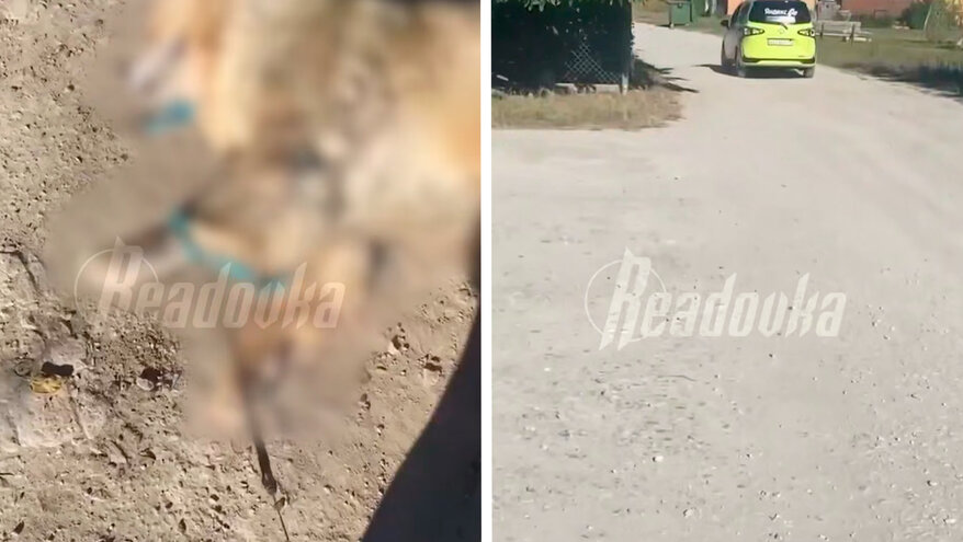 В Анапе водитель «Яндекса» отказался везти умирающую собаку в ветклинику