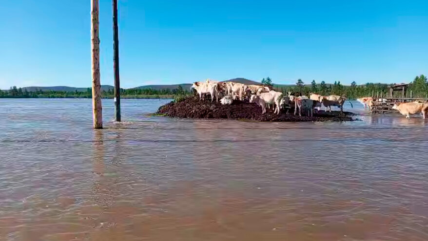Коровы в якутском селе попали в водную ловушку