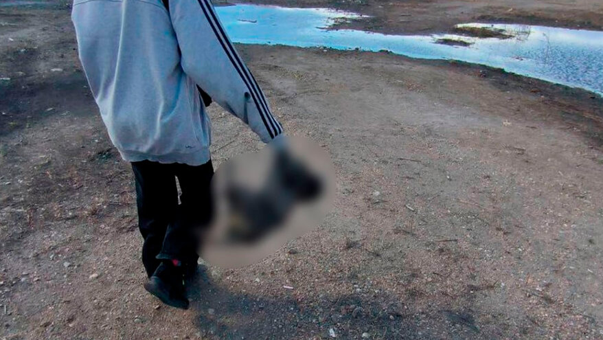 В Благовещенске подростки соорудили алтарь с трупами собак