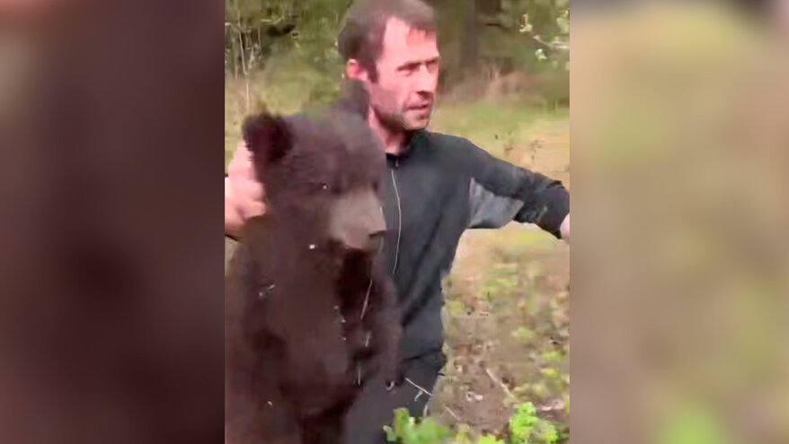 Живодеры в Приангарье сбросили медвежонка с дерева и утащили с собой