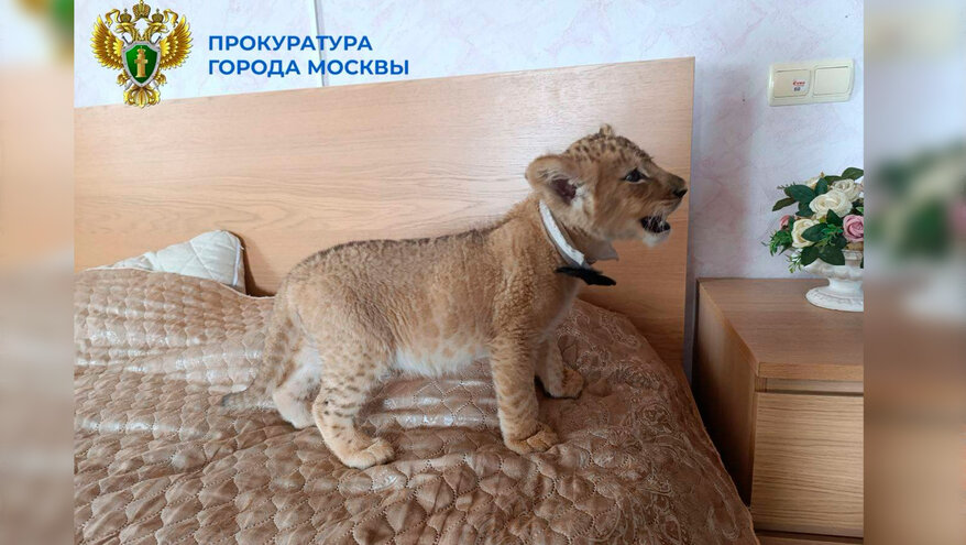 Прокуратура спасла львят из частного дома в Москве