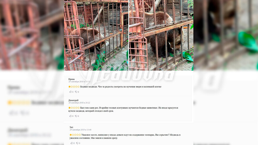 Одинокую медведицу в клетке обнаружили волонтеры в Иркутской области