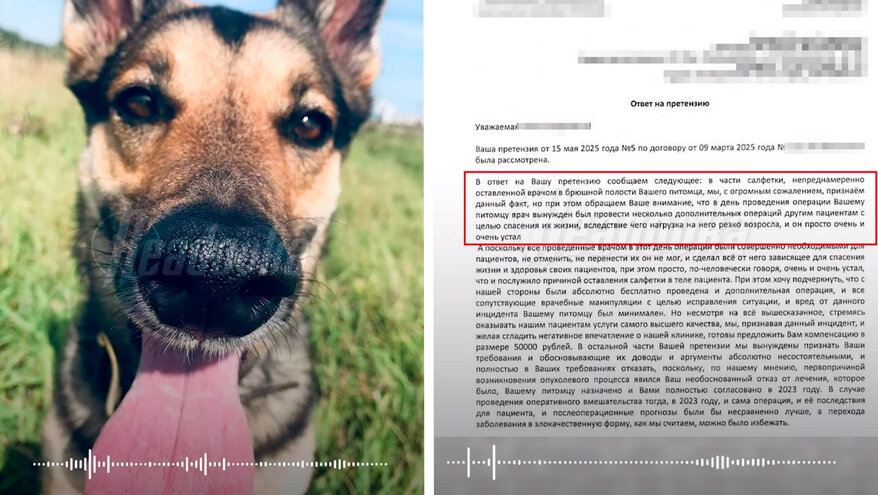 Петербургская ветклиника оправдала забытую в собаке салфетку усталостью хирурга