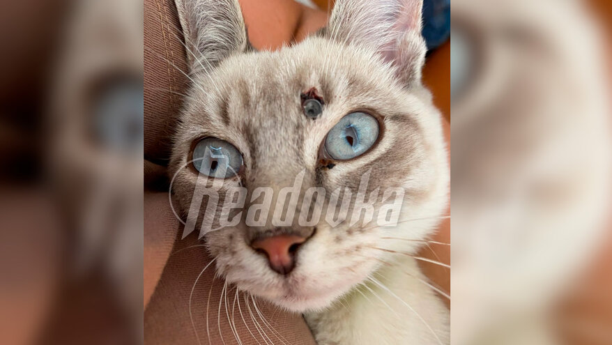 Неизвестный расстрелял домашнюю кошку из пневматики в Тюменской области