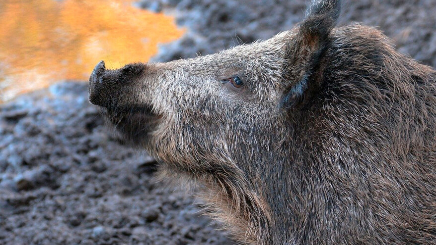 Эстония собралась кормить ВСУ консервами из чумных кабанов